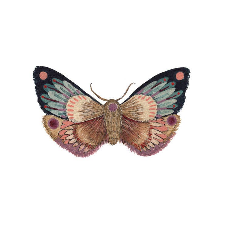 Moth 10 Framed Print
