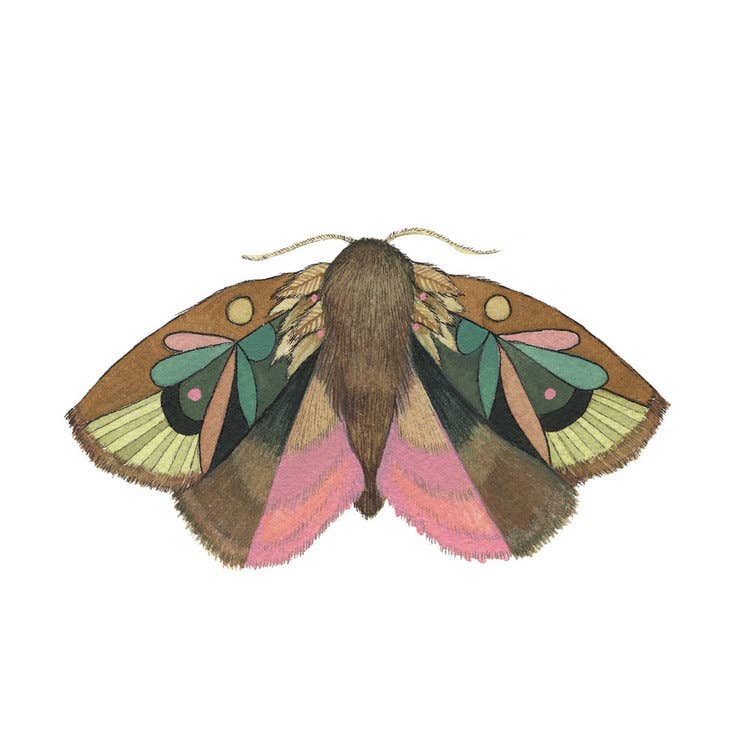 Moth 4 Framed Print