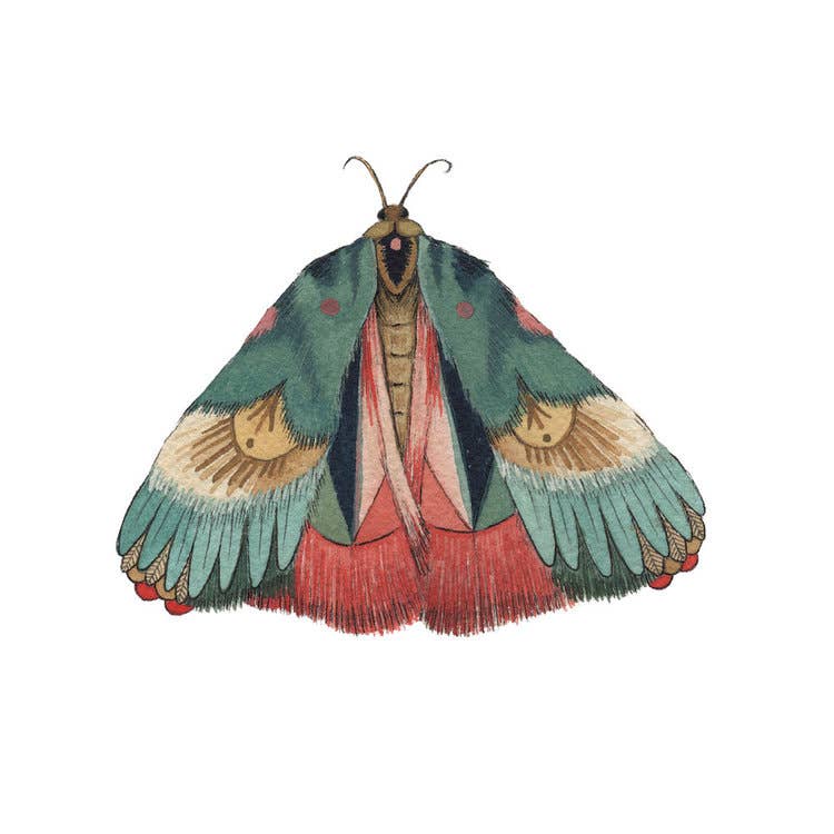 Moth 7 Framed Print - Collector