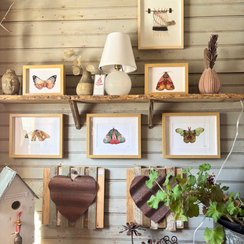 Moth 2 Print - 5x7 Framed