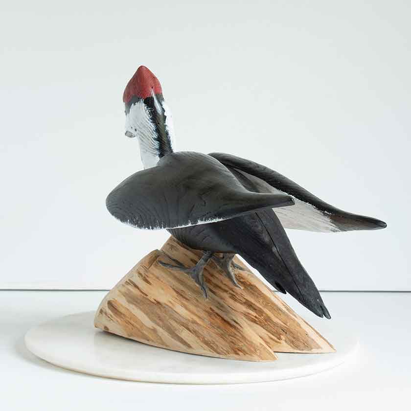Standing Pileated Woodpecker