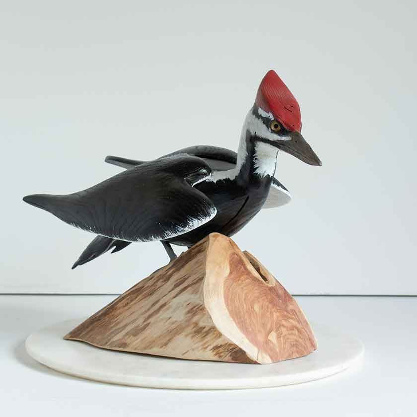 Standing Pileated Woodpecker