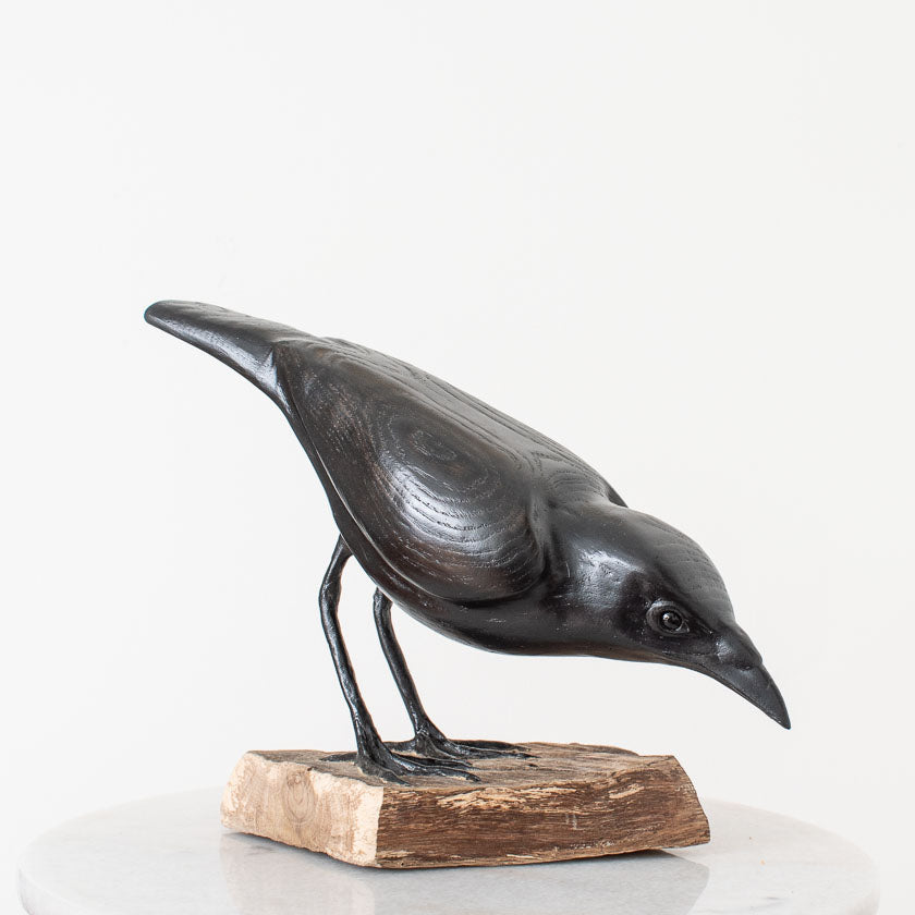 American Crow