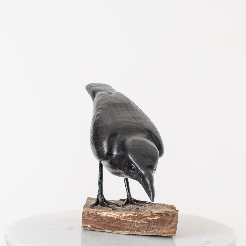 American Crow
