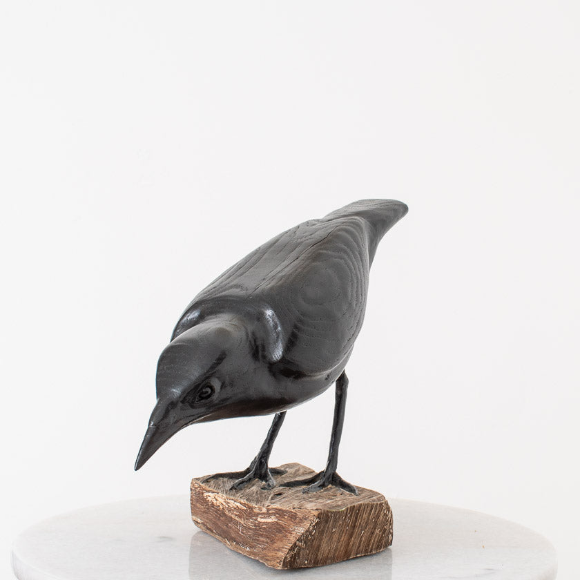 American Crow