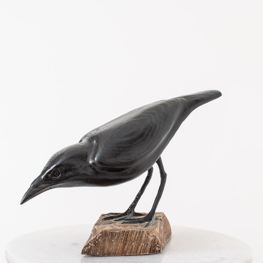 American Crow