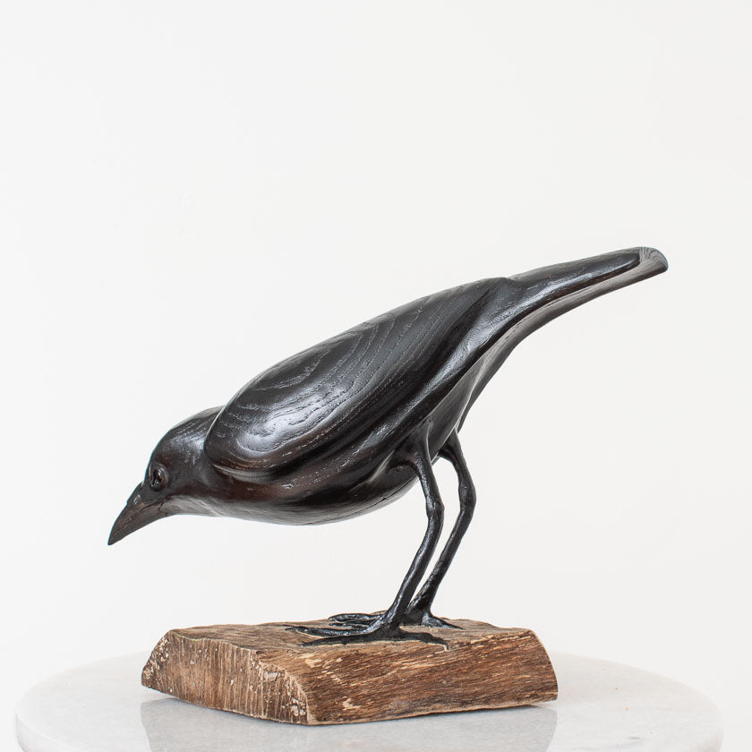 American Crow