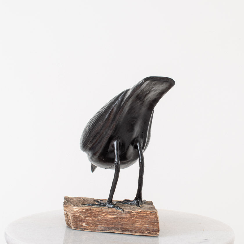 American Crow