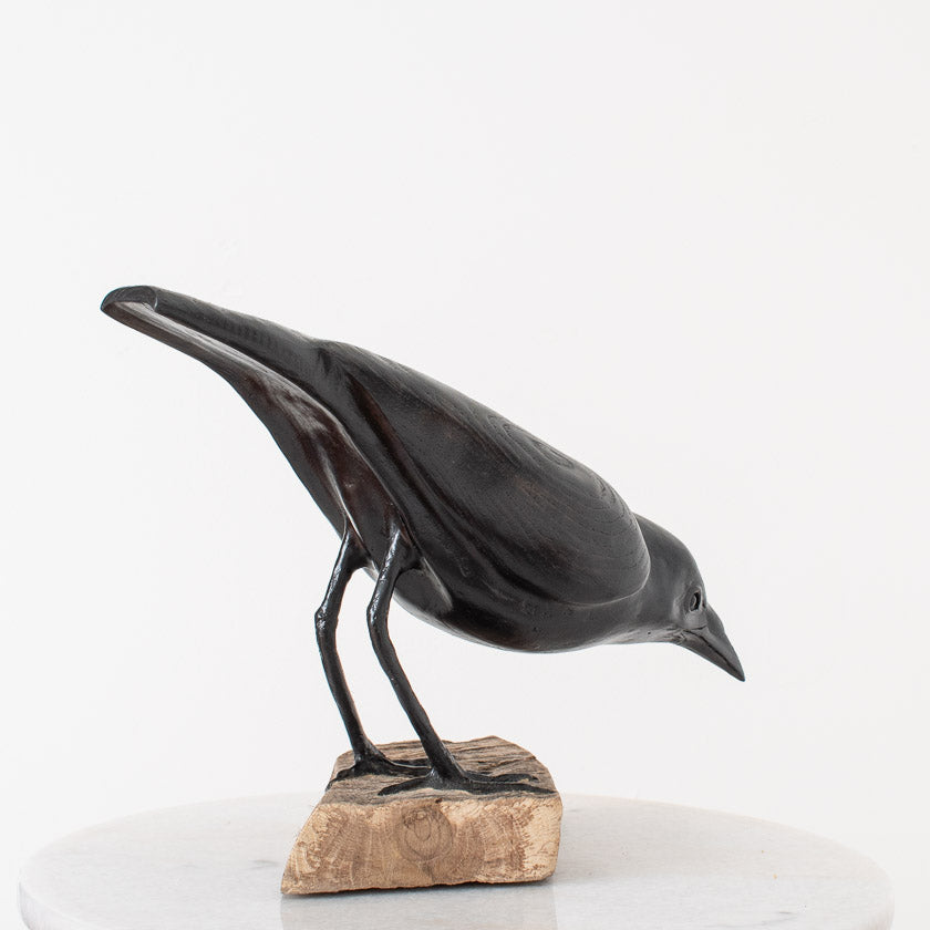 American Crow