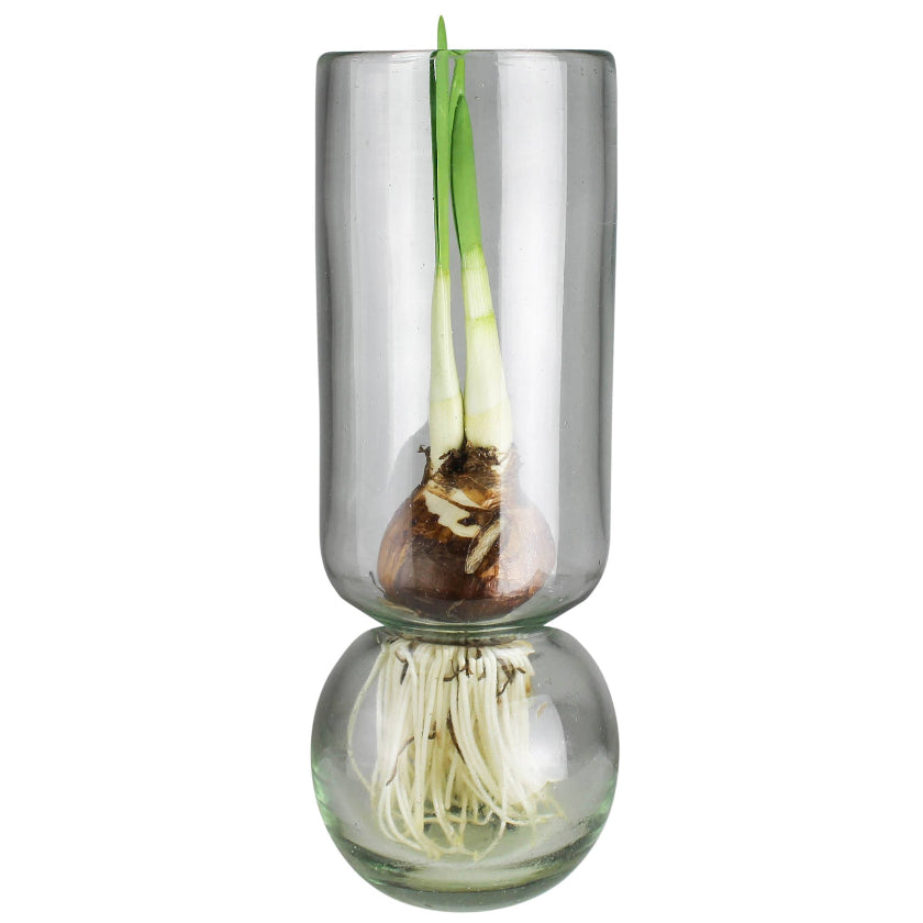 Clear glass vase with plant growth inside on a white background
